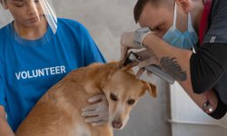 Homem examinando ouvido de cachorro